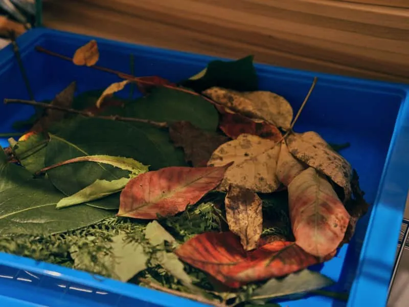 落ち葉を集めたトレイ
