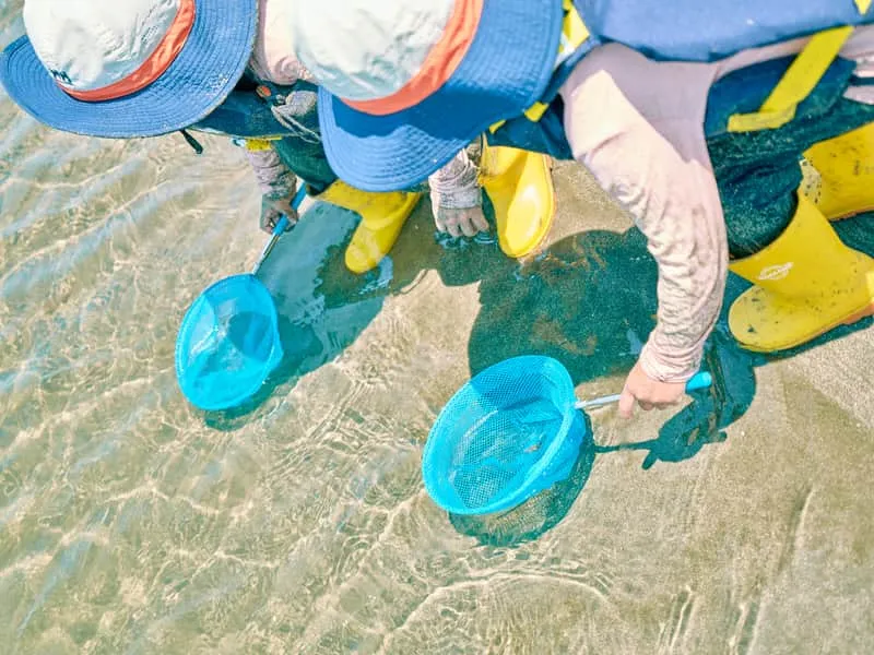 浅瀬で網を使って生き物を探す子どもたち