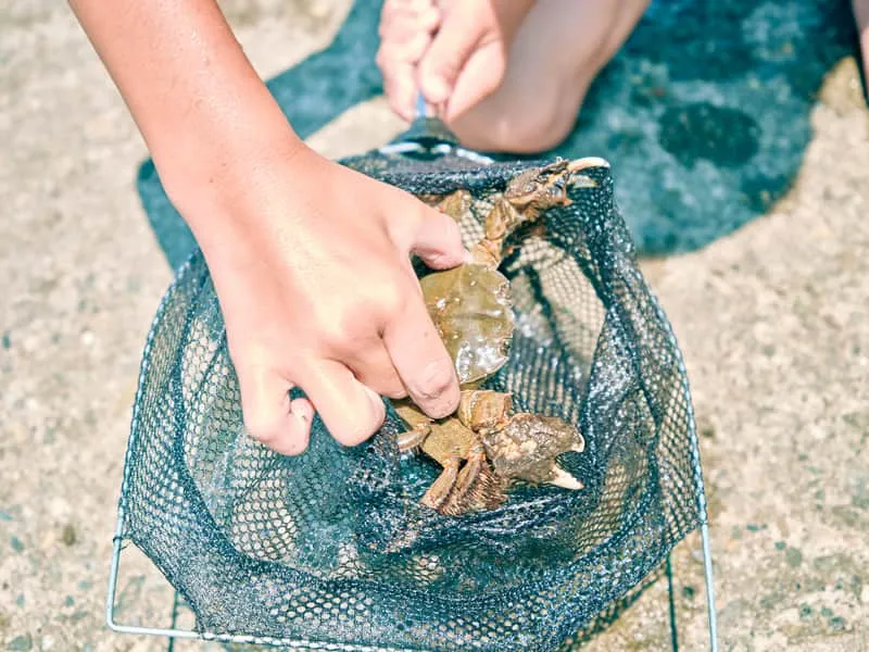 網の中のカニを観察する子どもたち