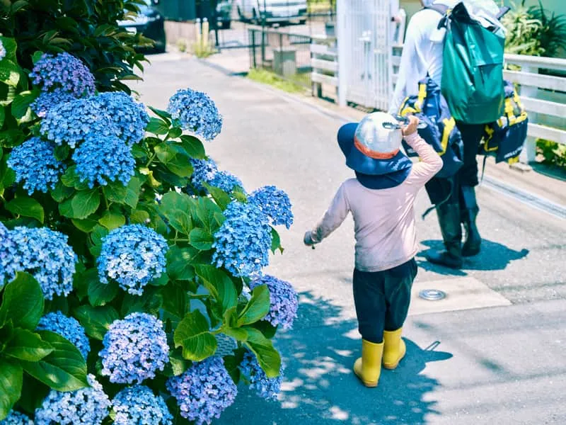 あじさいの咲く道を歩く子ども