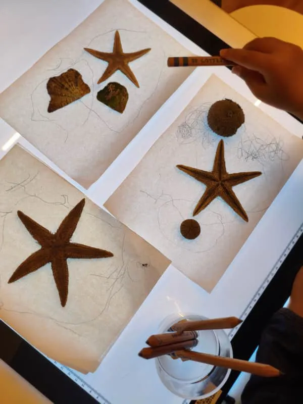 ライトテーブルでヒトデを描く子ども