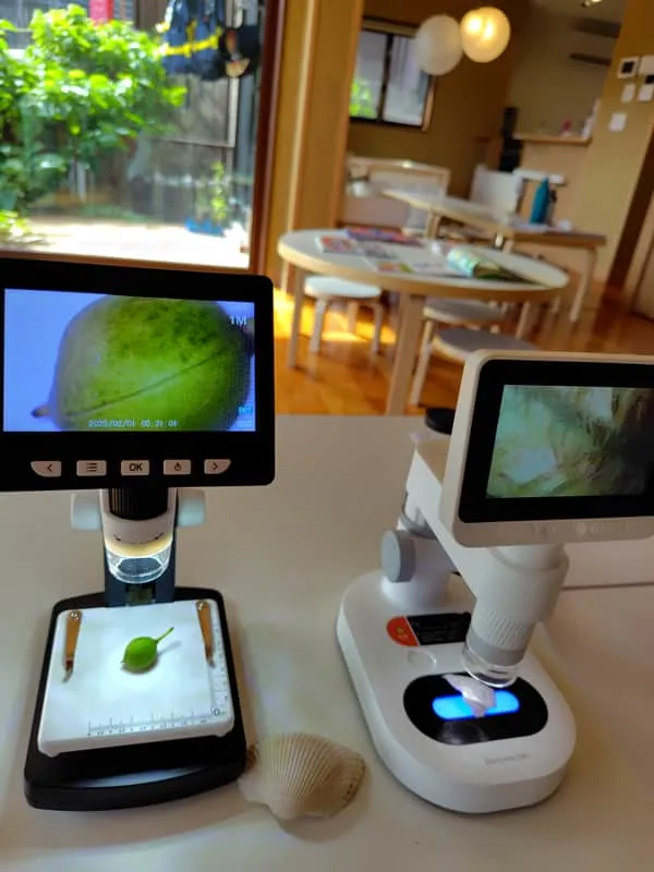 顕微鏡で植物を拡大して観察