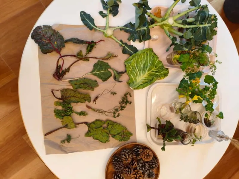 野菜や松ぼっくりなど自然素材の展示