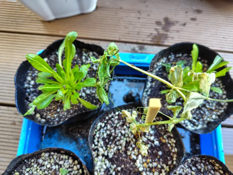 スクールライフ 2月4日