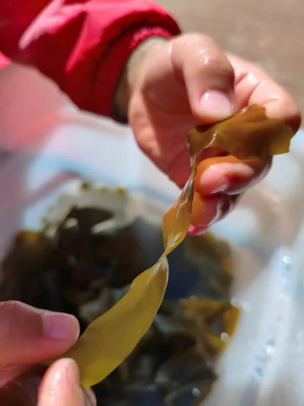 わかめの感触を確かめる子ども