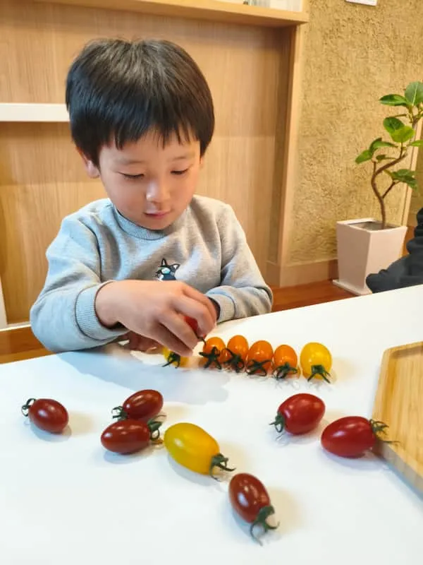 ミニトマトを色で分類する子ども